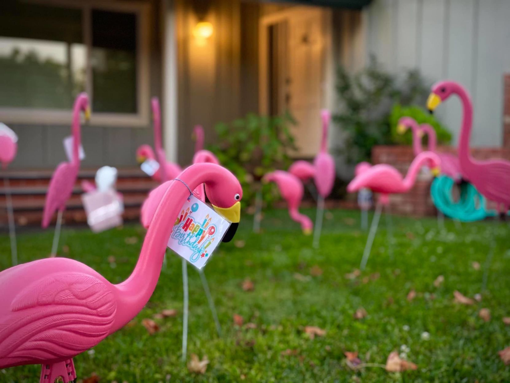 The Fancy Flamingo